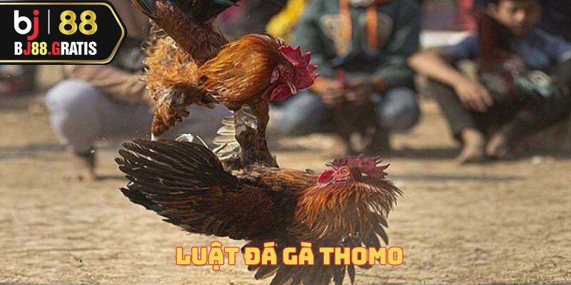 Luật Đá Gà Thomo - Tổng Hợp Quy Tắc Cùng BJ88 1 luat-da-ga-thomo