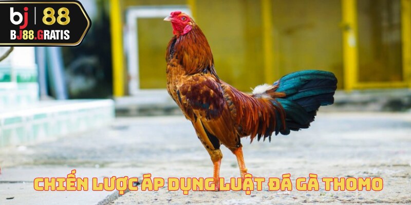 Luật Đá Gà Thomo - Tổng Hợp Quy Tắc Cùng BJ88 4 luat-da-ga-thomo