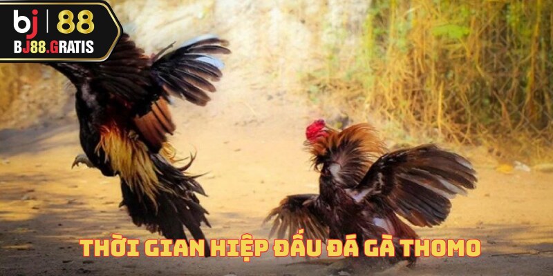 Luật Đá Gà Thomo - Tổng Hợp Quy Tắc Cùng BJ88 3 luat-da-ga-thomo