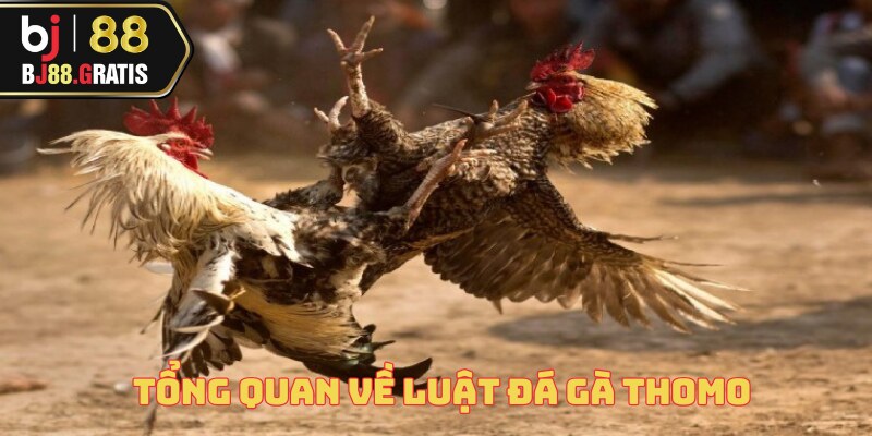 Luật Đá Gà Thomo - Tổng Hợp Quy Tắc Cùng BJ88 2 luat-da-ga-thomo