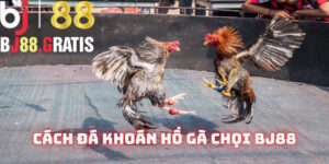 Cách đá khoán hồ gà chọi BJ88: Kiến thức bạn nên biết