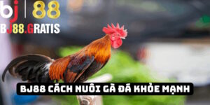 BJ88 chia sẻ cách nuôi gà đá khỏe mạnh: Kiến thức hay 2025