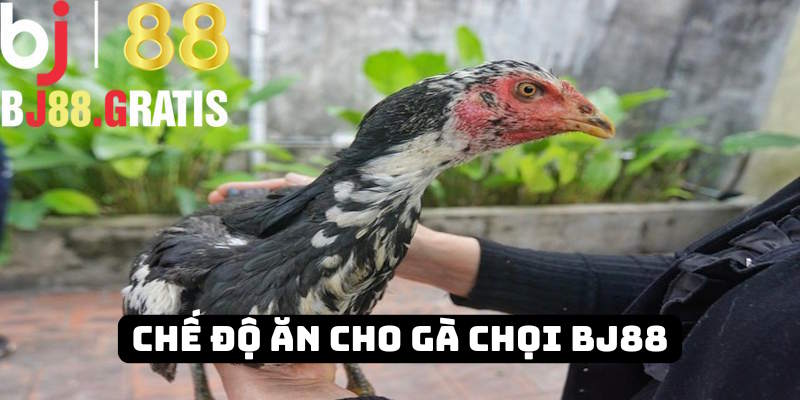 BJ88 - Bật mí chế độ ăn cho gà chọi từ các chuyên gia 2025 1 BJ88 - Bật mí chế độ ăn cho gà chọi từ các chuyên gia 2025