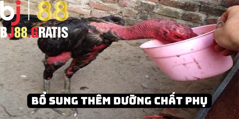 Các dưỡng chất phụ trong thức ăn kê chọi BJ88 Các dưỡng chất phụ trong thức ăn kê chọi BJ88