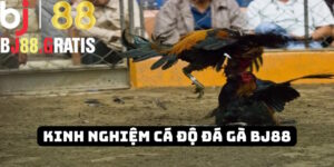 Giống loài quyết định chiến kê nổi bật