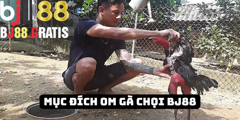Nhà cái BJ88 nêu rõ mục đích om gà chọi