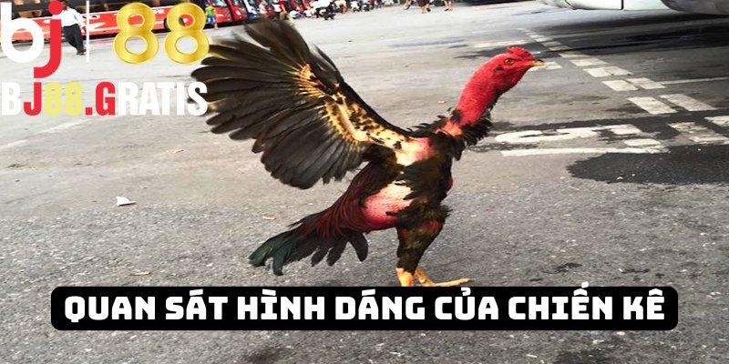 Nhận định gà dựa vào hình dáng