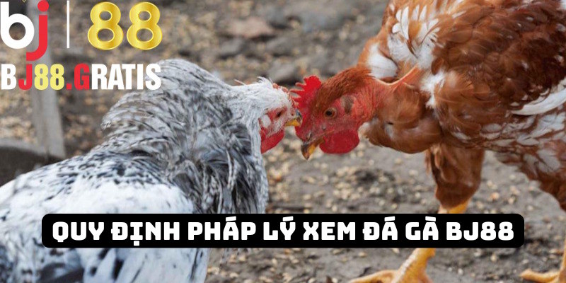 Quy định pháp lý về xem đá gà BJ88