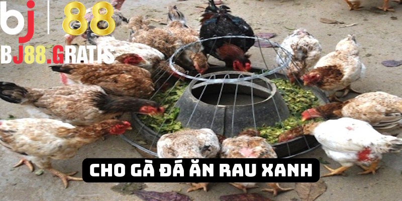 Hội viên BJ88 nên bổ sung rau xanh cho “thú cưng”