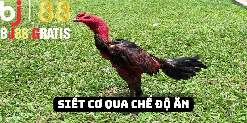 Nhà cái BJ88 hướng dẫn sư kê siết cơ Nhà cái BJ88 hướng dẫn sư kê siết cơ