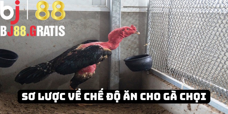 Thông tin khái niệm chế độ ăn gà đá BJ88 Thông tin khái niệm chế độ ăn gà đá BJ88