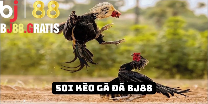BJ88 - Hướng dẫn khách hàng soi kèo đá gà chuẩn nhất 2025