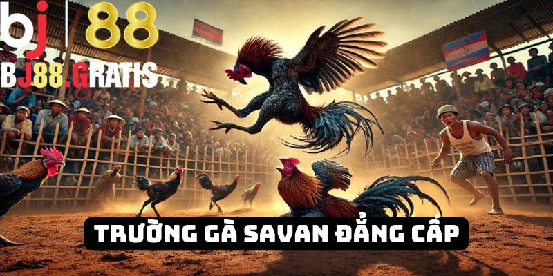 Trường gà Savan BJ88 nổi tiếng khắp Châu Á