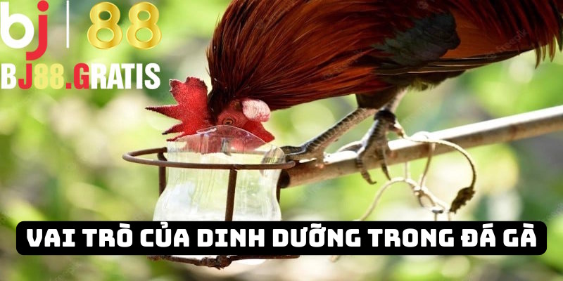 Vai trò của dinh dưỡng trong đá gà BJ88